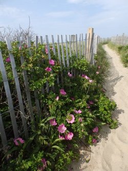 path-to-beach-lined-with.jpg