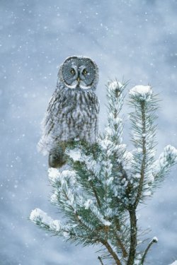 great-grey-owl-perched-conifer-snow-storm-644851.jpg