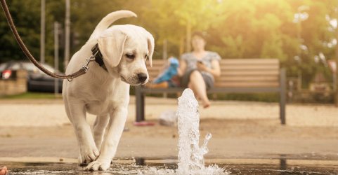 dog-water-fountain-header.jpg