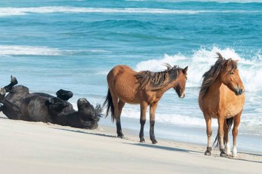 202031-sable-island-horses.jpg