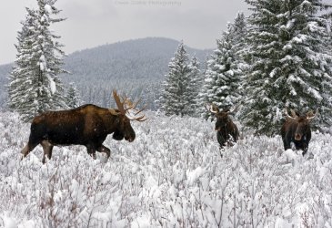 moose in winter.jpg