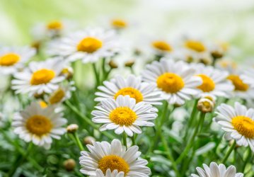 Beautiful_Daisies_Background.jpg