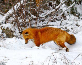 RedFoxHuntingSunkhaze.jpg