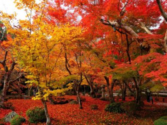 Red_and_yellow_maple-Enkoji_Temple_Autumn_wallpapers_1280x960.jpg