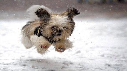 puppy in the snow.jpg