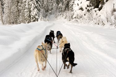 dog-sledding-GettyImages-187591782.jpg