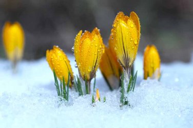 Yellow-Crocus-in-the-Snow-1.jpg