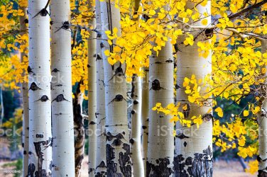istockphoto-492015646-1024x1024.jpg