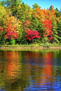 o-canada-dueling-autumn-leaves-6-paint-steve-harrington.jpg