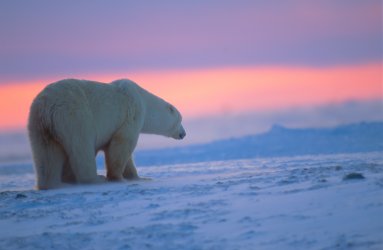 BearSunl.jpg