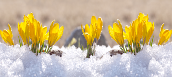 flowers and snow.png