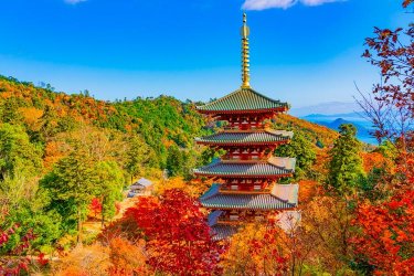 autumn-japan-p62170503_M_(1).jpg