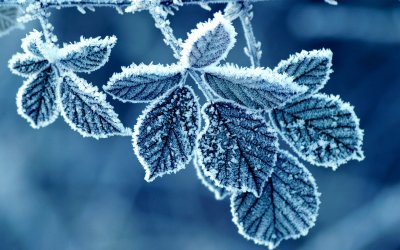 cold-winter-morning-frost-leaves-2.jpg