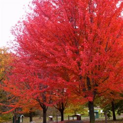 autumn-blaze-full-trees-2-800x800_1.jpg