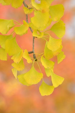 yellow-tree-leaves.jpg