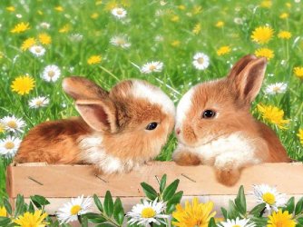 bunnies and wild flowers.jpg