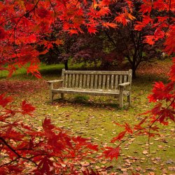 autumn-garden.jpg