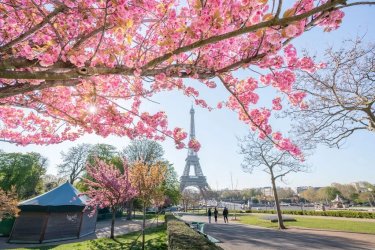 cherry-blossoms-in-paris-2.jpg