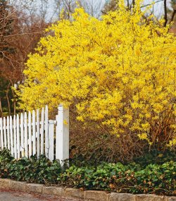 yellow-forsythia-shrub-a3ec5bae.jpg