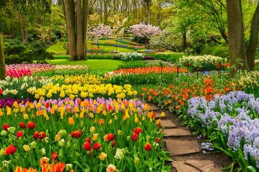 Best-Companion-Plants-for-Daffodils-Cover.jpg