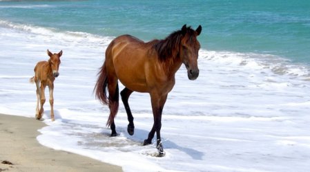 feral-horse-and-foal-walk-along-the-beach-on-vieques-island-off-puerto-rico.jpg