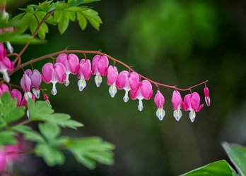 bleeding_heart_flower.jpg
