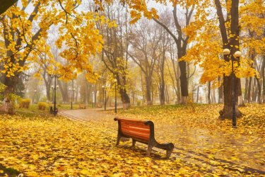 A-bench-in-Autumn-season-with-colorful-foliage-and-trees.jpg