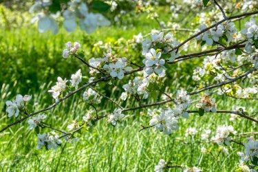 apple blossoms.jpg