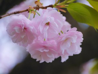 Canva_-_Cherry_Cherry_Blossoms_Double_Cherry_Blossoms_Pink_1024x1024.jpg