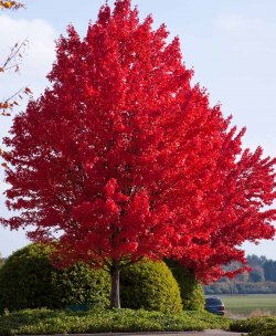American-Red-Maple.jpg