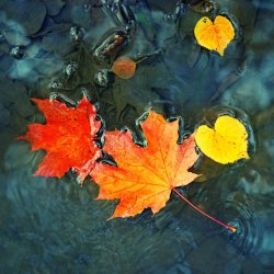 autumn-leaves-fragrance.jpg
