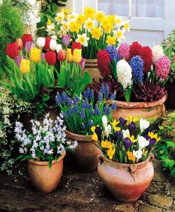 Potted-bulbs-jan-2018.jpg