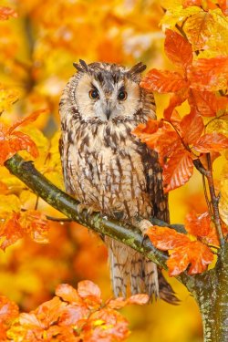 bird-orange-forest-yellow-leaves-long-eared-owl-orange-oak-leaves-autumn-wildlife-scene-fro-na...jpg