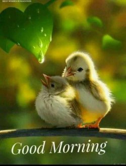 good morning.jpg