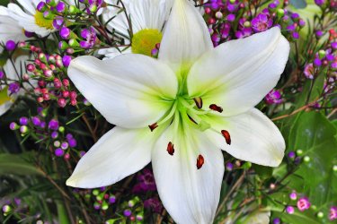 easter-lily.jpg