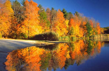 Berkshires-Fall-Foliage-Leaves.jpg