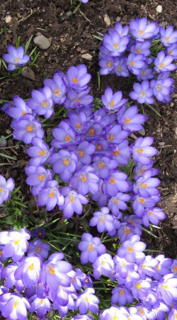 spring.jpg