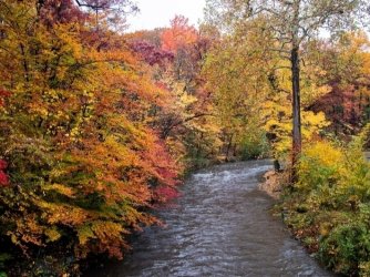 fallleaves___04144157795.jpg