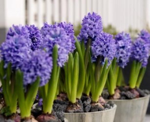 Easter-flowers-perfect-Easter-gifts.jpg