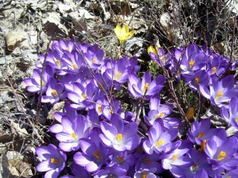 crocus in NS.jpg