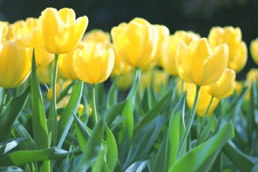 types-of-easter-flowers.jpg