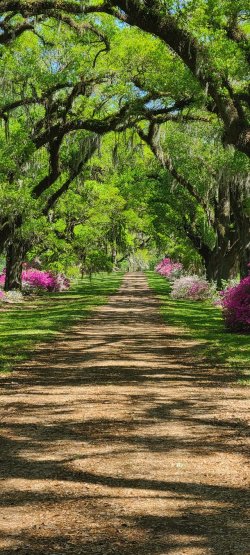 Spring Blooms.jpg