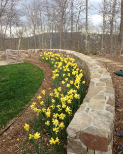 daffodils_6087.jpg