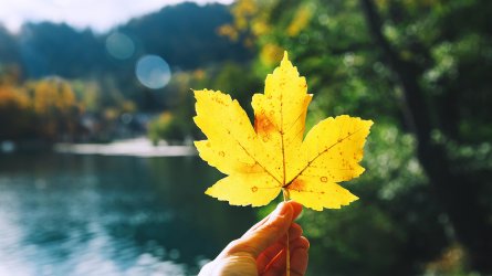 1920x1080-EBB-leaf.jpg