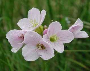 may flower.jpg