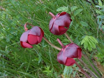 pitcher plant.jpg