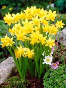 BDATT_0_Daffodil_Tete-A-Tete-Value-Pak.1491346699.jpg