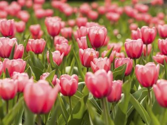 is it true i can plant tulips ThinkstockPhotos 491787411.jpg