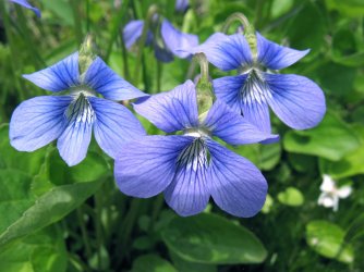 Marsh blue violet.jpg