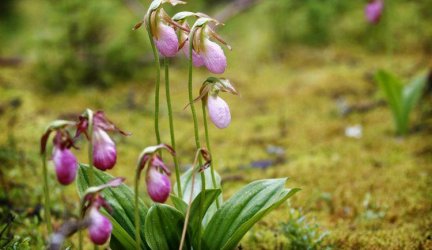 lady_slipper_.jpg